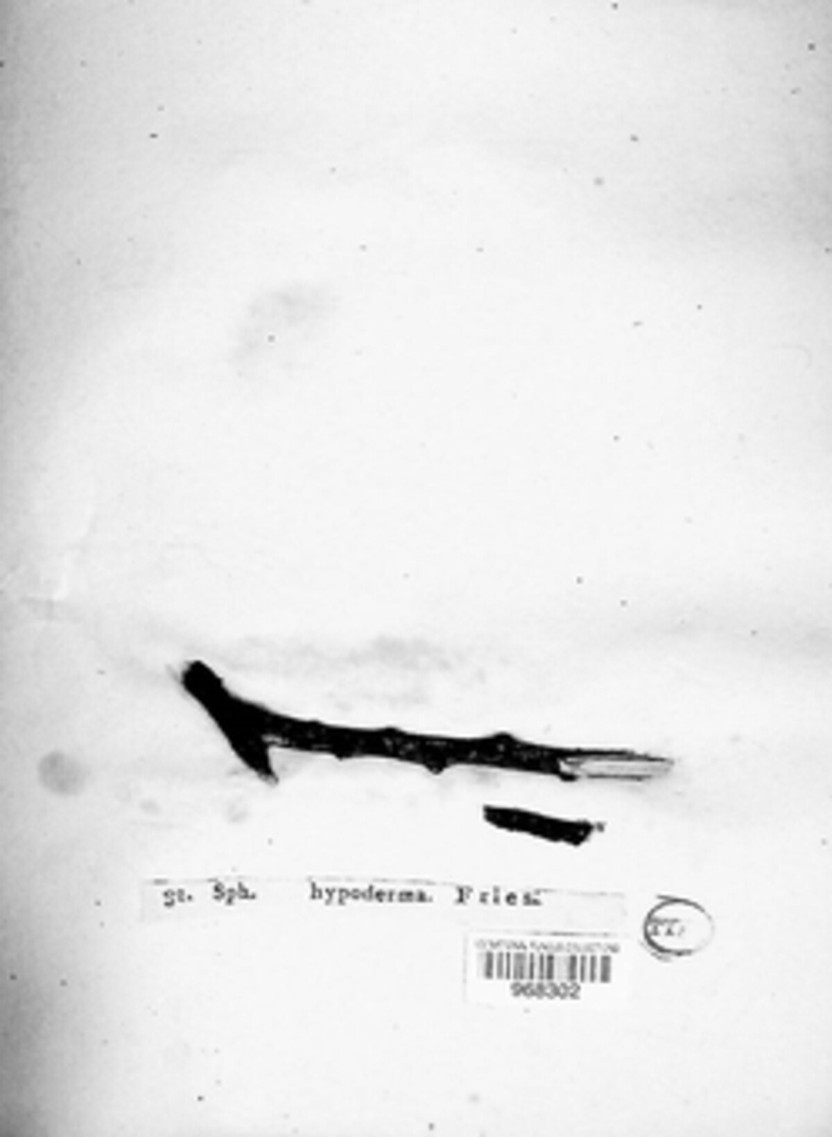 Cryptosporella hypodermia image